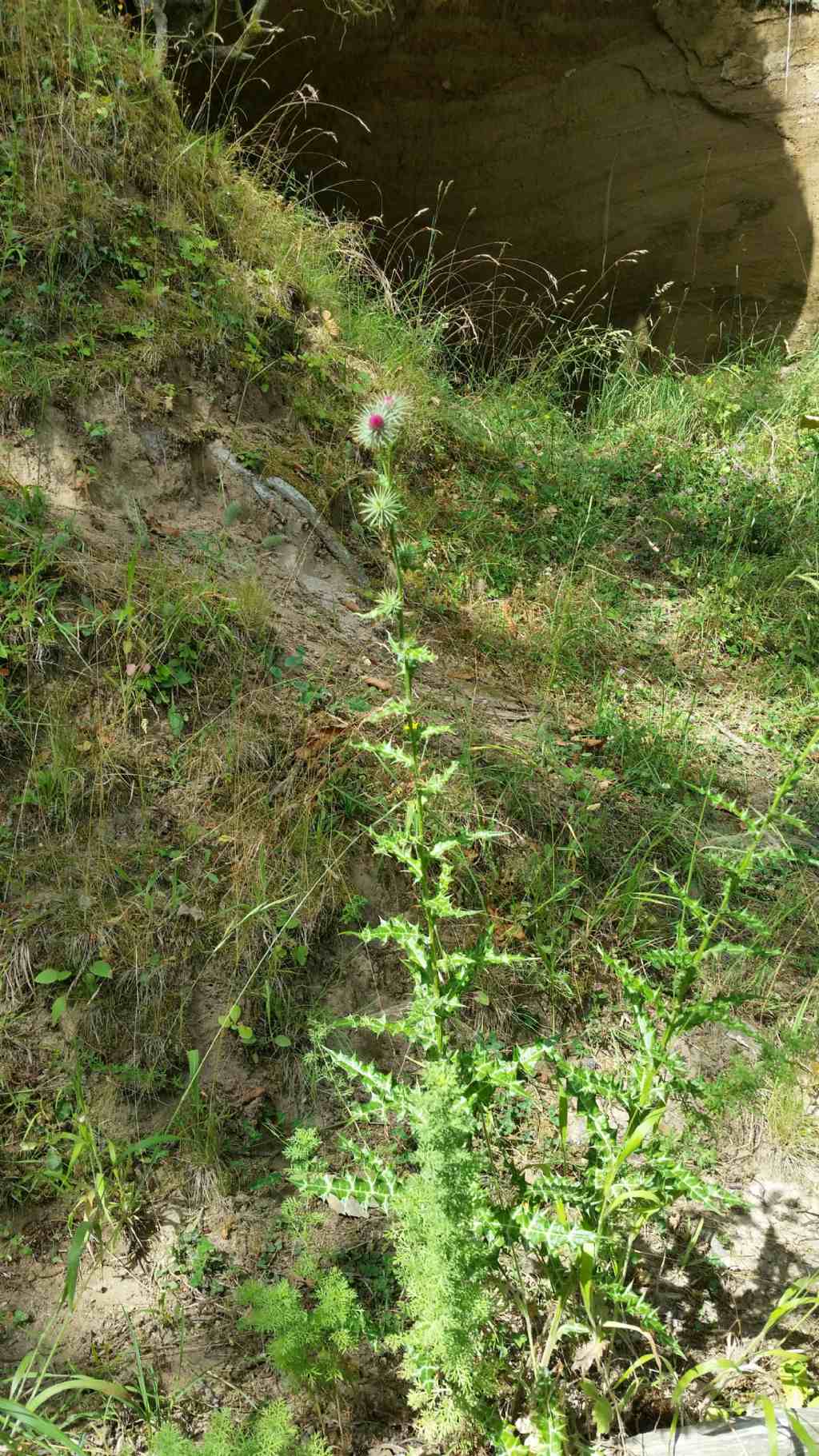 Ptilostemon strictus / Cardo stretto